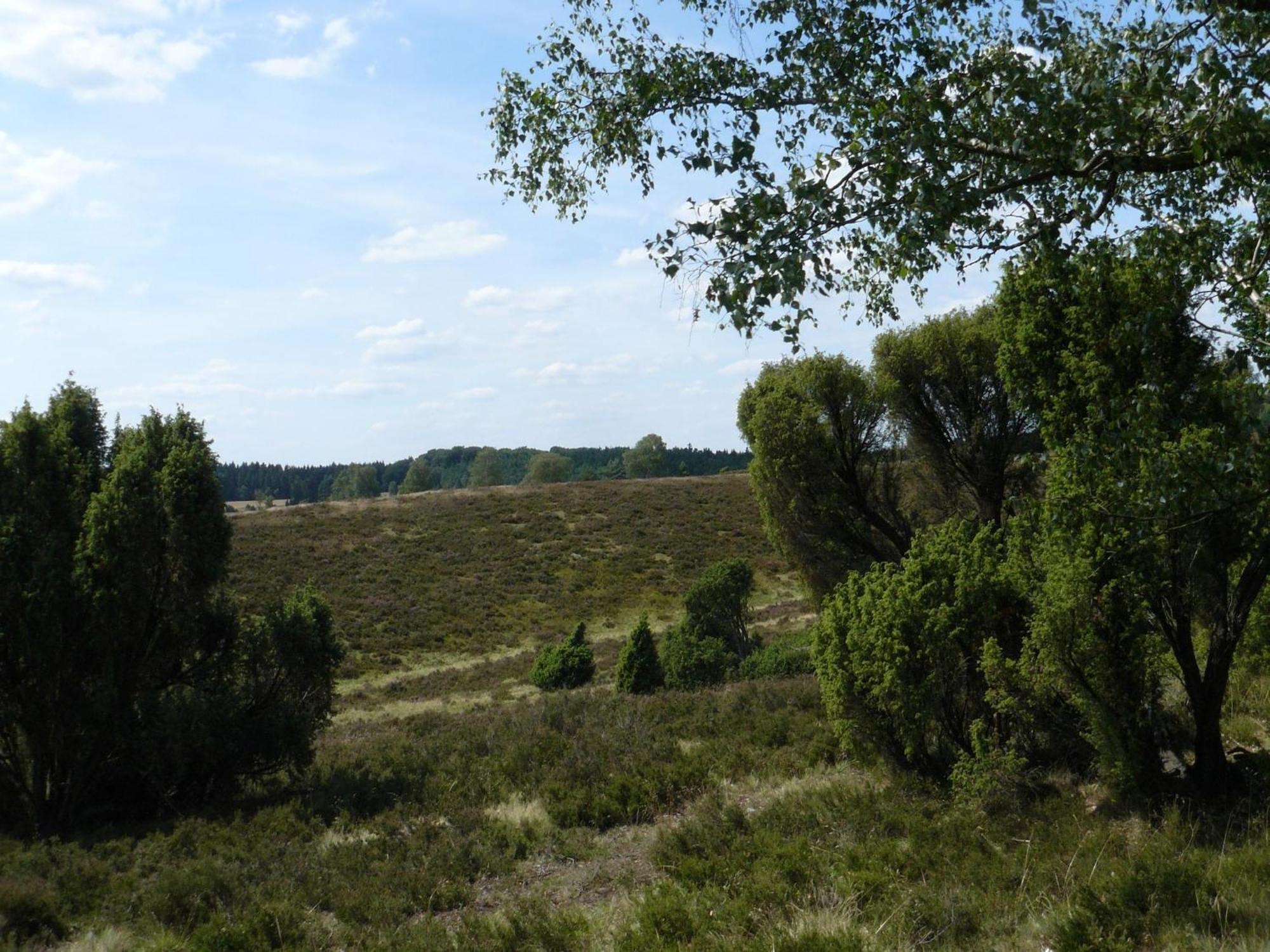 Holiday Home In Wietzendorf In The L Neburg Heath With A View Of The Countryside Exteriör bild